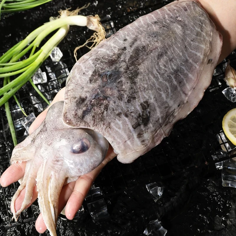 大墨鱼新鲜墨鱼仔海鲜水产乌贼目鱼300-600克/只