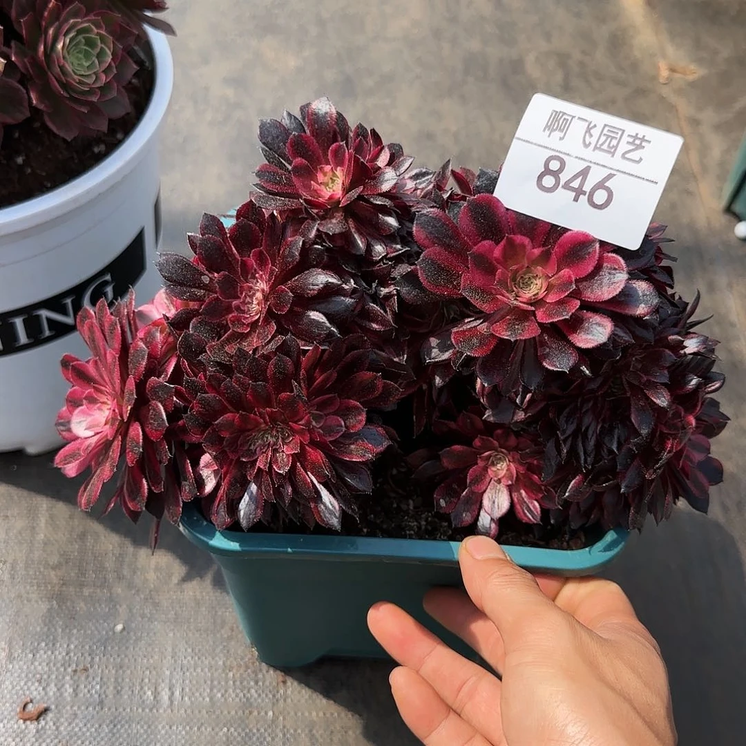 846多肉 铜壶缀法师