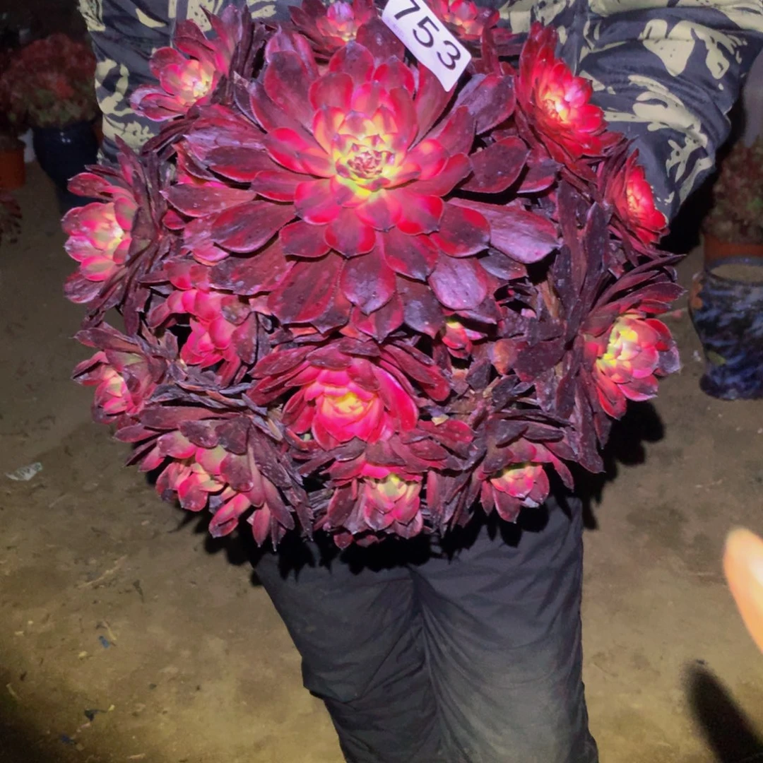 法师多肉植物753