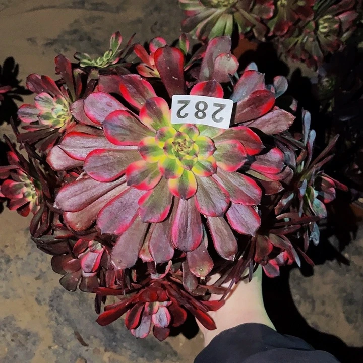 282烟花多肉植物