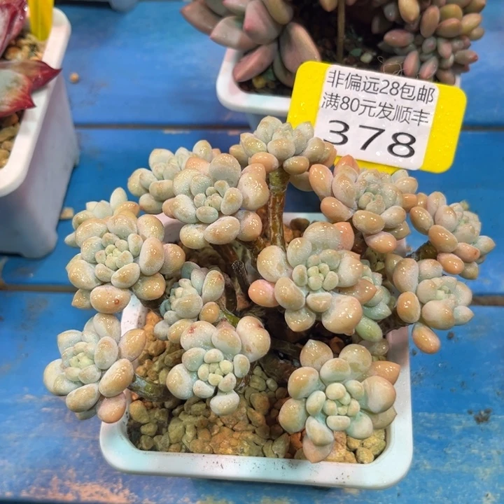 大378，cvvvbbbbbbnj