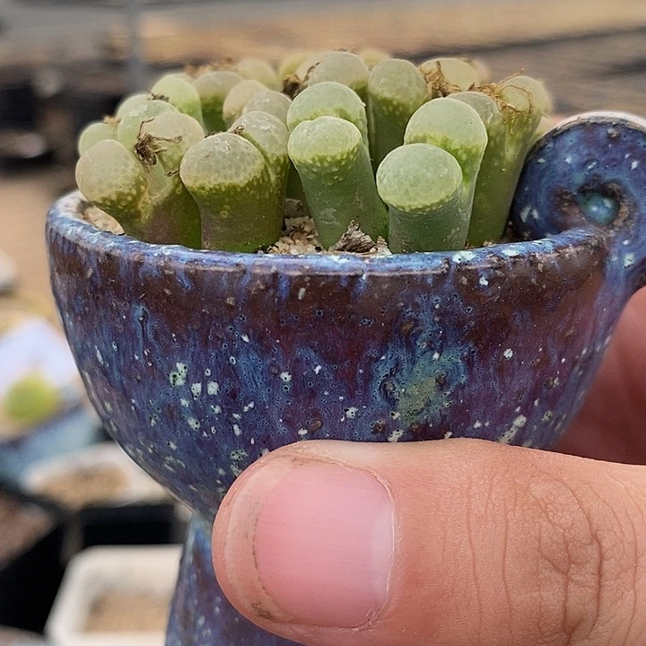 双头樱花风铃一颗。