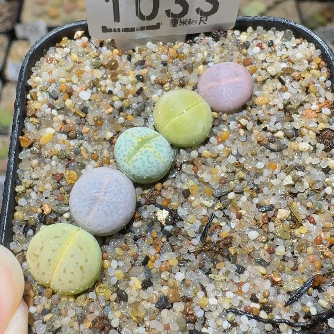 Sssss精品生石花1033