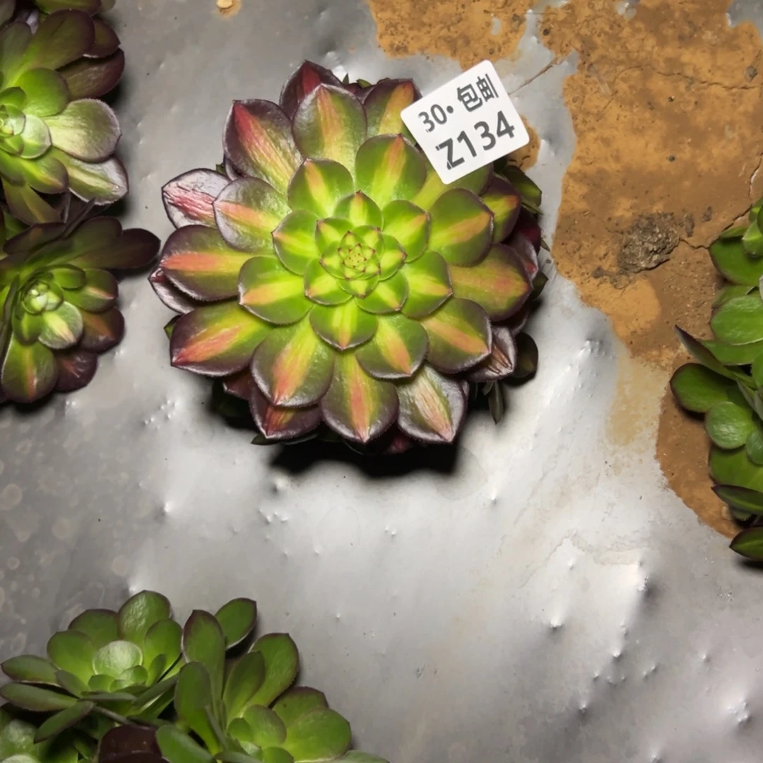 134红茶，多肉法师