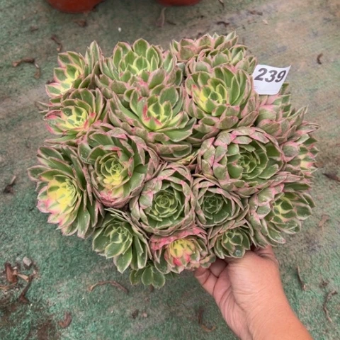 239海王朵朵多肉，