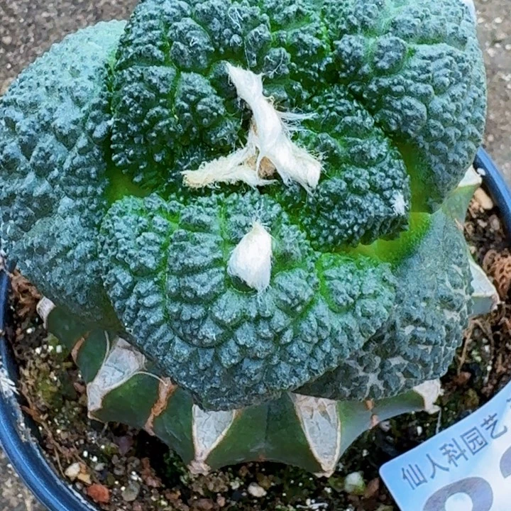 虎***森无花朵福利苗接大尤哥龟324