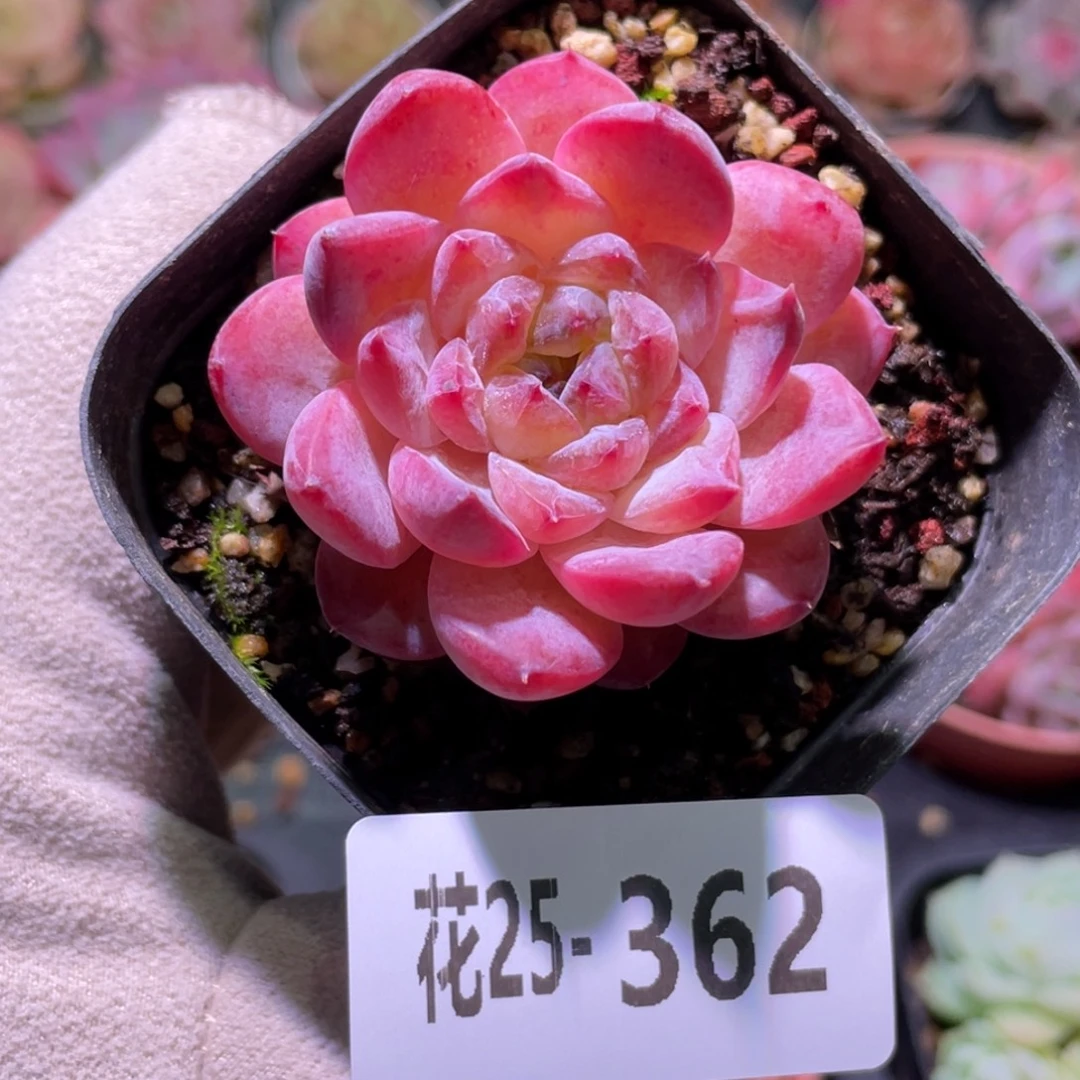 花利美25-362秋池