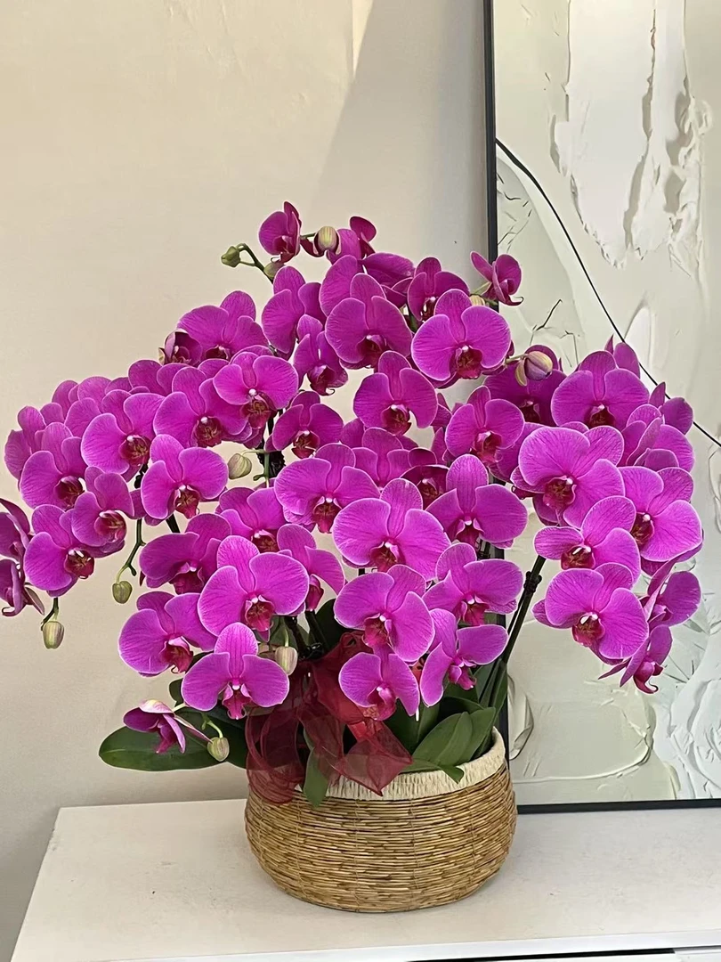 蝴蝶兰 【恭喜发财】真花 秋冬耐寒花卉 四季开花 多样性发货