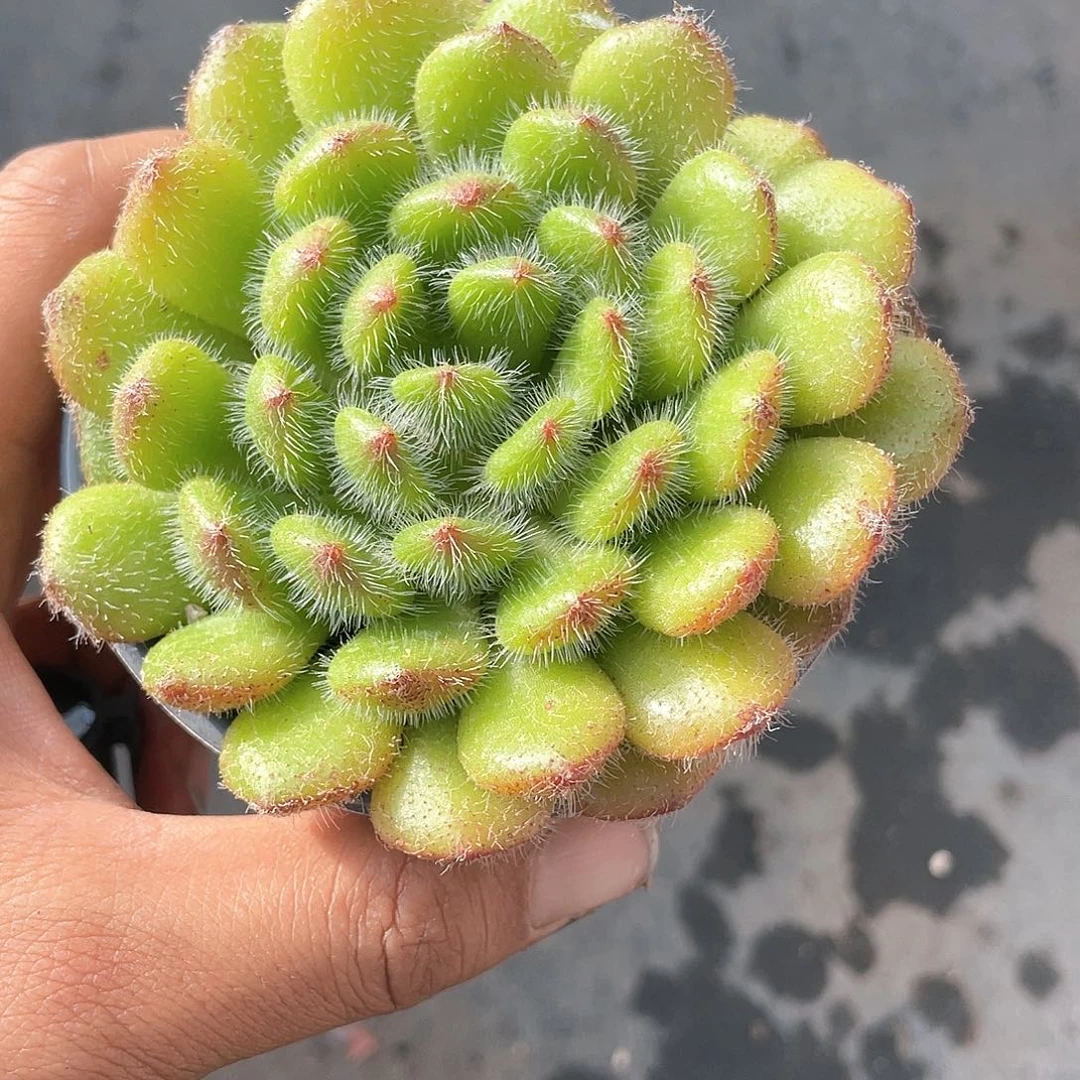 ?**慢黄金果多肉带盆发货