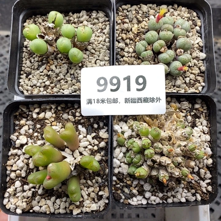 9919。