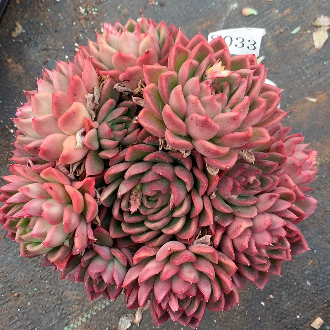 8033杂交多肉老桩