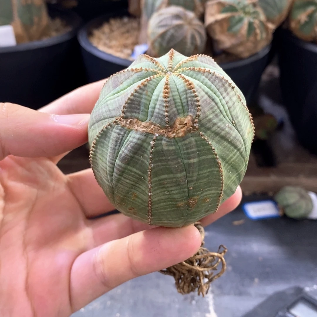 7 欧系实生布纹球多肉植物