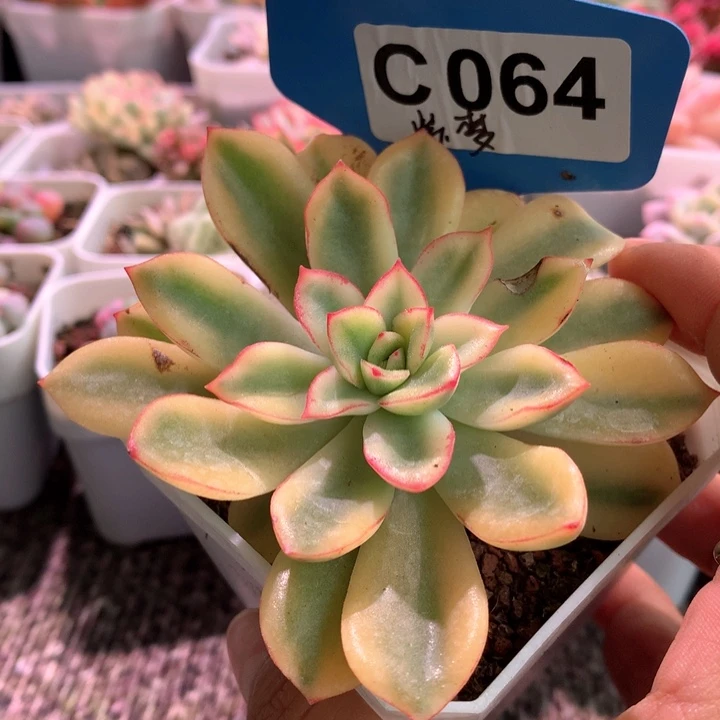 紫梦覆轮锦有根有