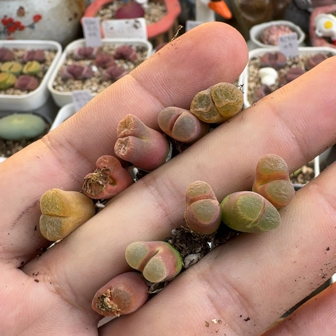 K519风铃杂交混合两年母本