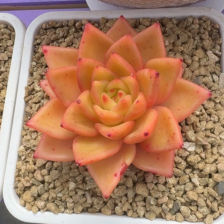 黄金粉 单头  一物一拍