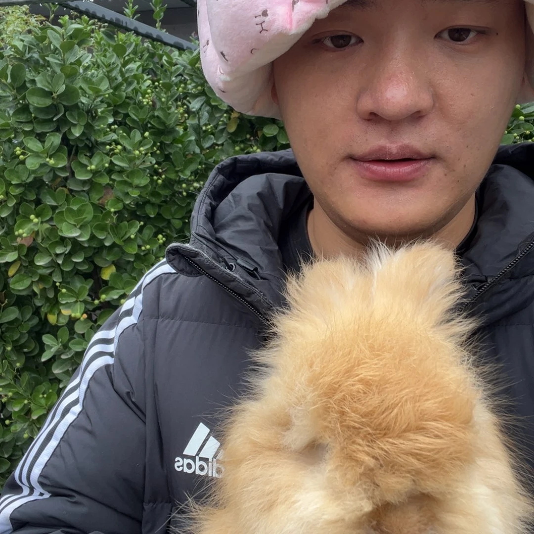 拖***民双血统英系安哥拉兔子