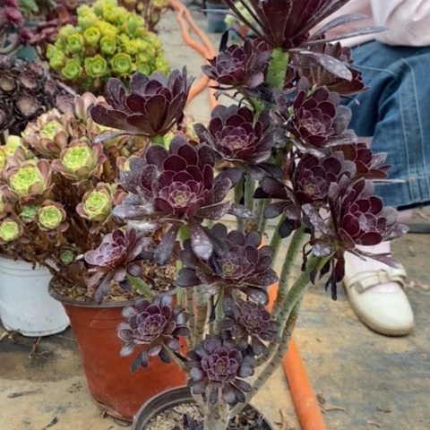 黑法多肉植物028