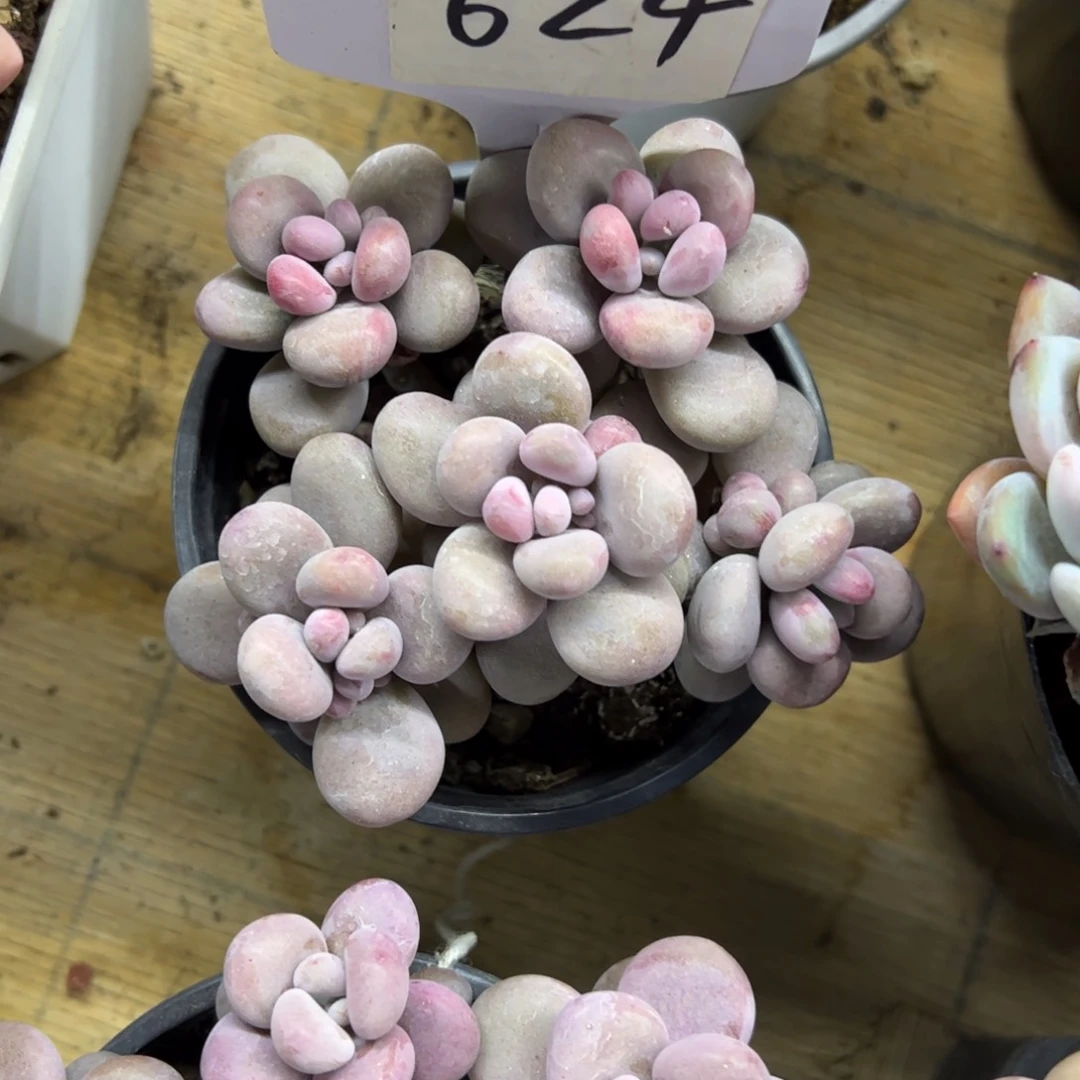 红陶?*?624号多肉植物