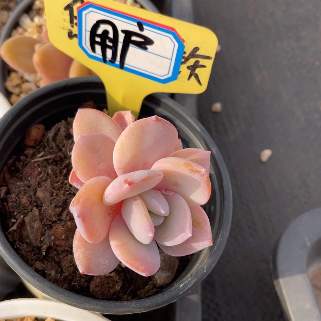 用**亮姐姐真的要笑疯狂