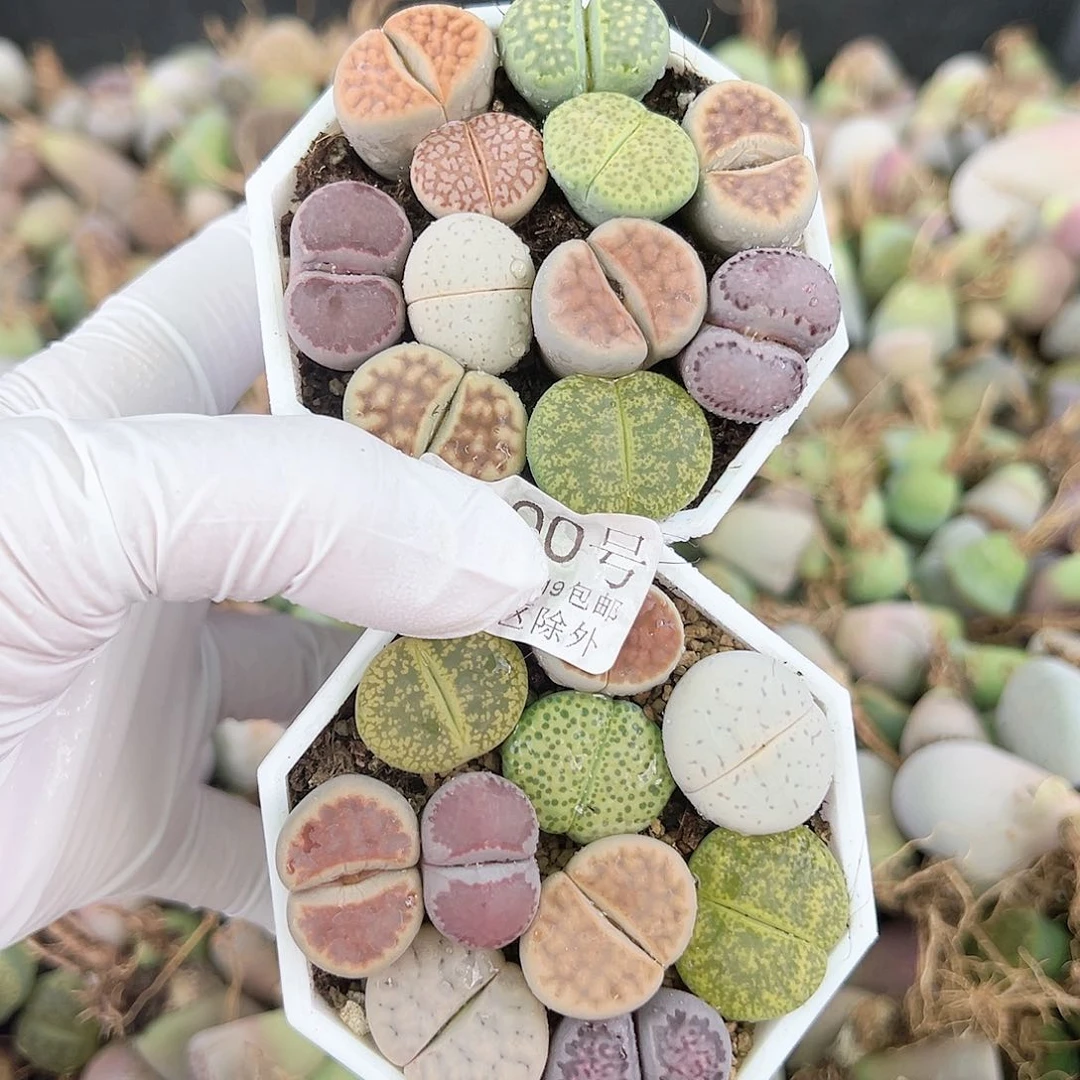 4000 好养易活生石花大母本两盆