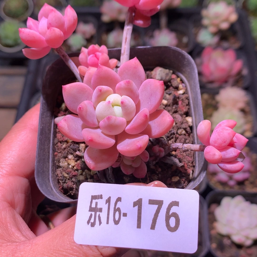 乐然16-176 洛丽塔群