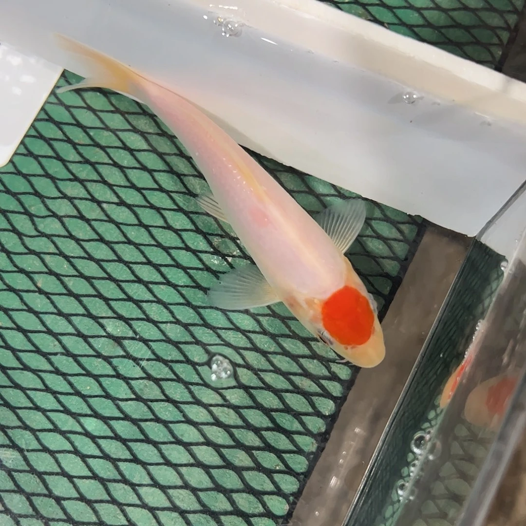 锦鲤阪井丹顶红白幼鱼