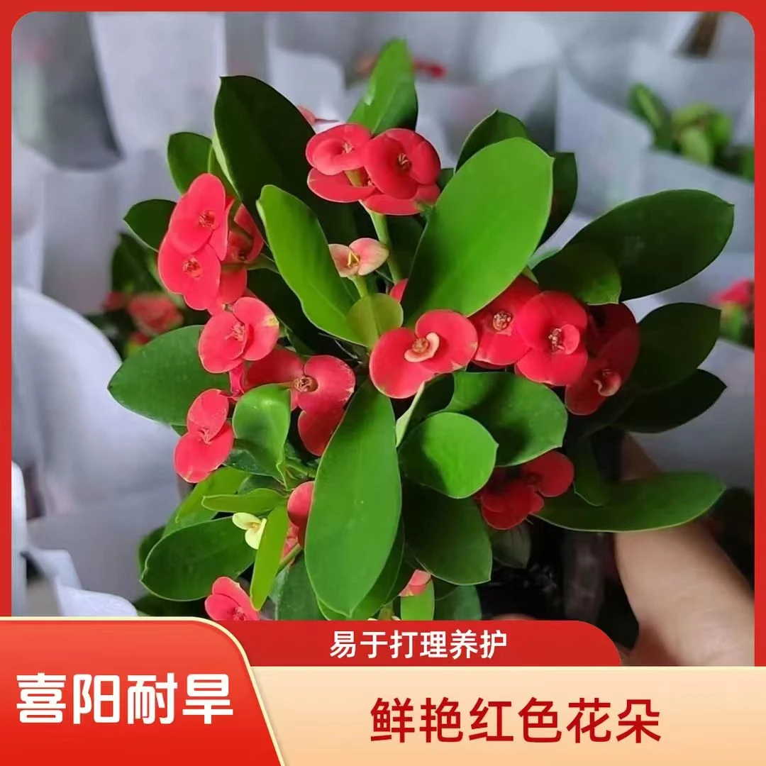 四季开花虎刺梅室内阳台好养开花绿植铁海棠盆栽花苗