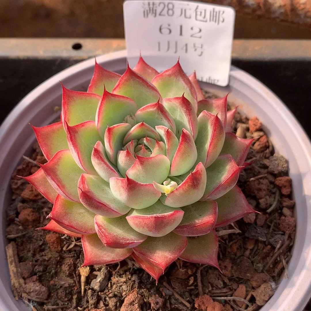 【闪购商品】云612