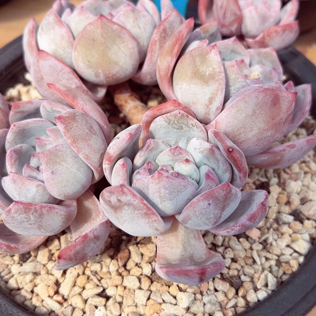 c****?chanyeol石榴籽飘枝