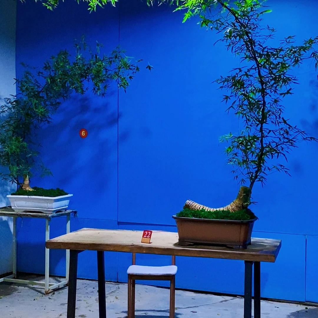 郝***东小叶簕竹一物一拍