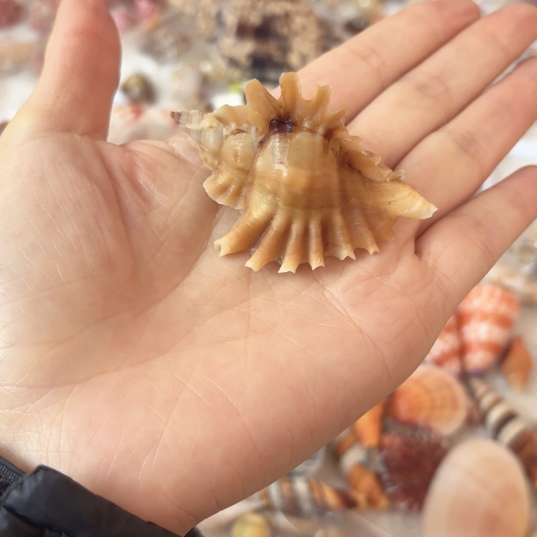 橘****天然海螺贝壳标本福利