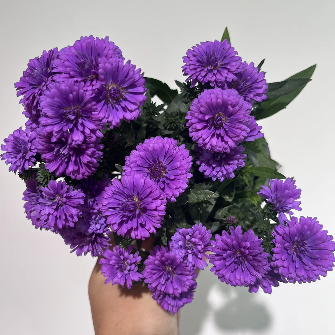 荷兰菊-紫菀 带花带花苞发货 紫色系菊花 喜阳耐寒 阳台露天庭院