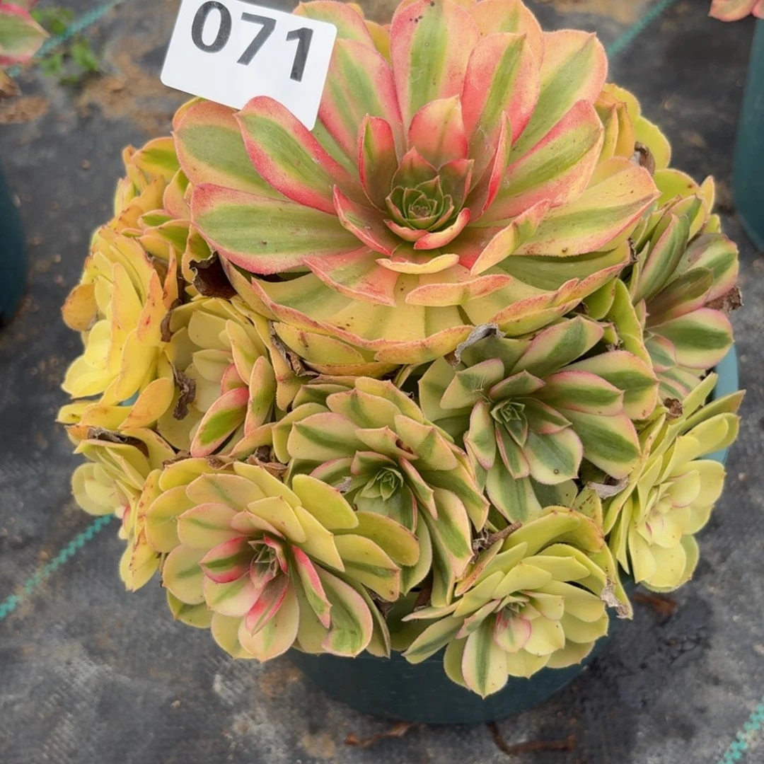 071小雨河多肉植物福利