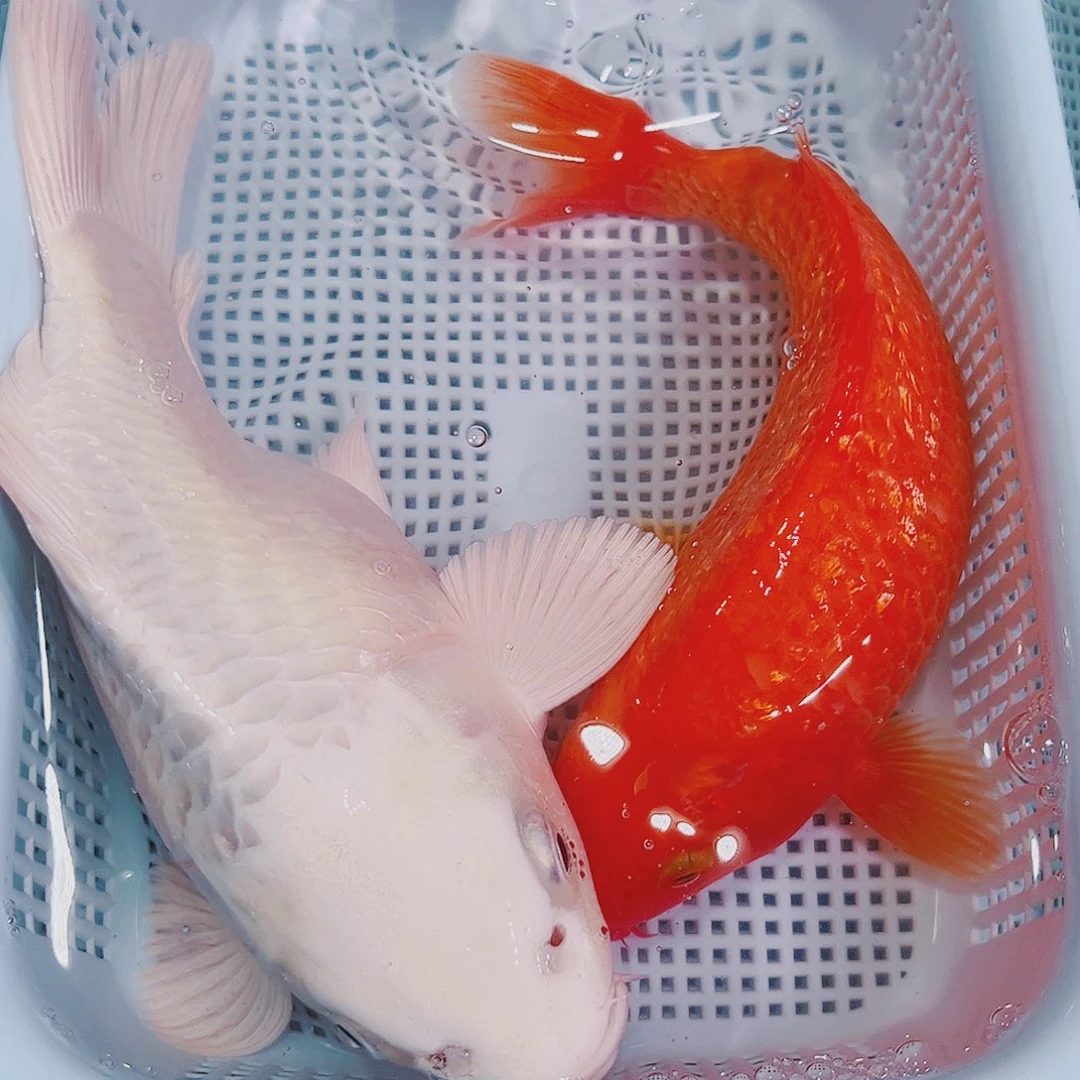 锦鲤锦鲤冷水鱼观赏鱼