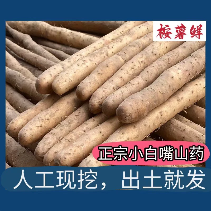 正宗新鲜蠡县小白嘴山药产地直发营养健康粉糯香甜