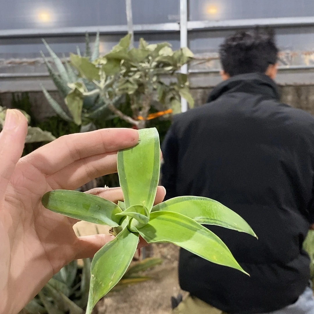 狐尾浅中斑冠幅10-15公分一颗