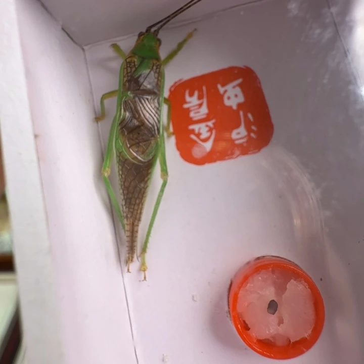 蟋蟀过冬霍氏长须一只漂亮