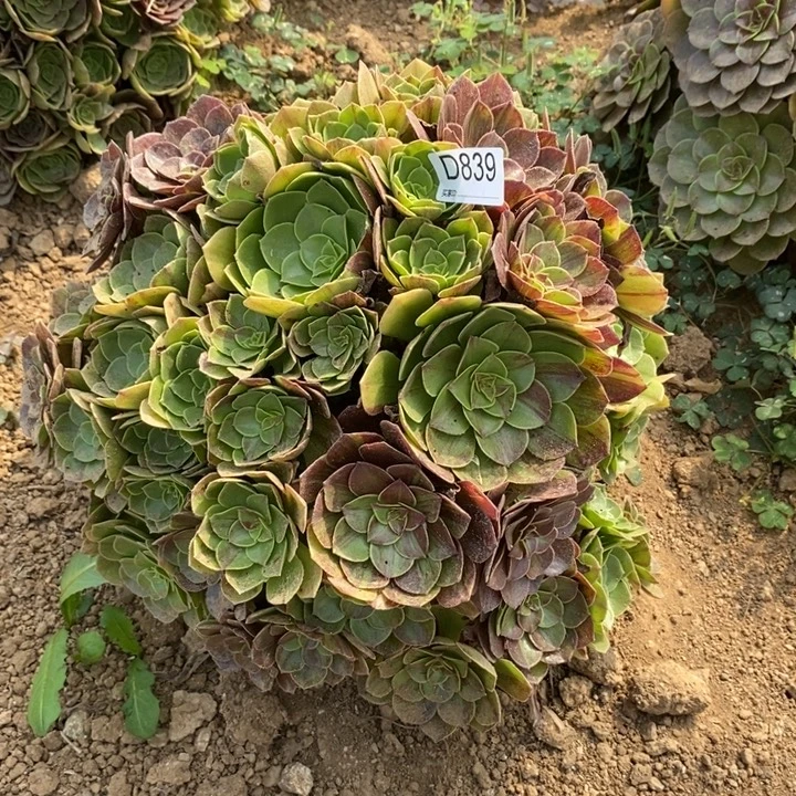 839花月夜多肉植物