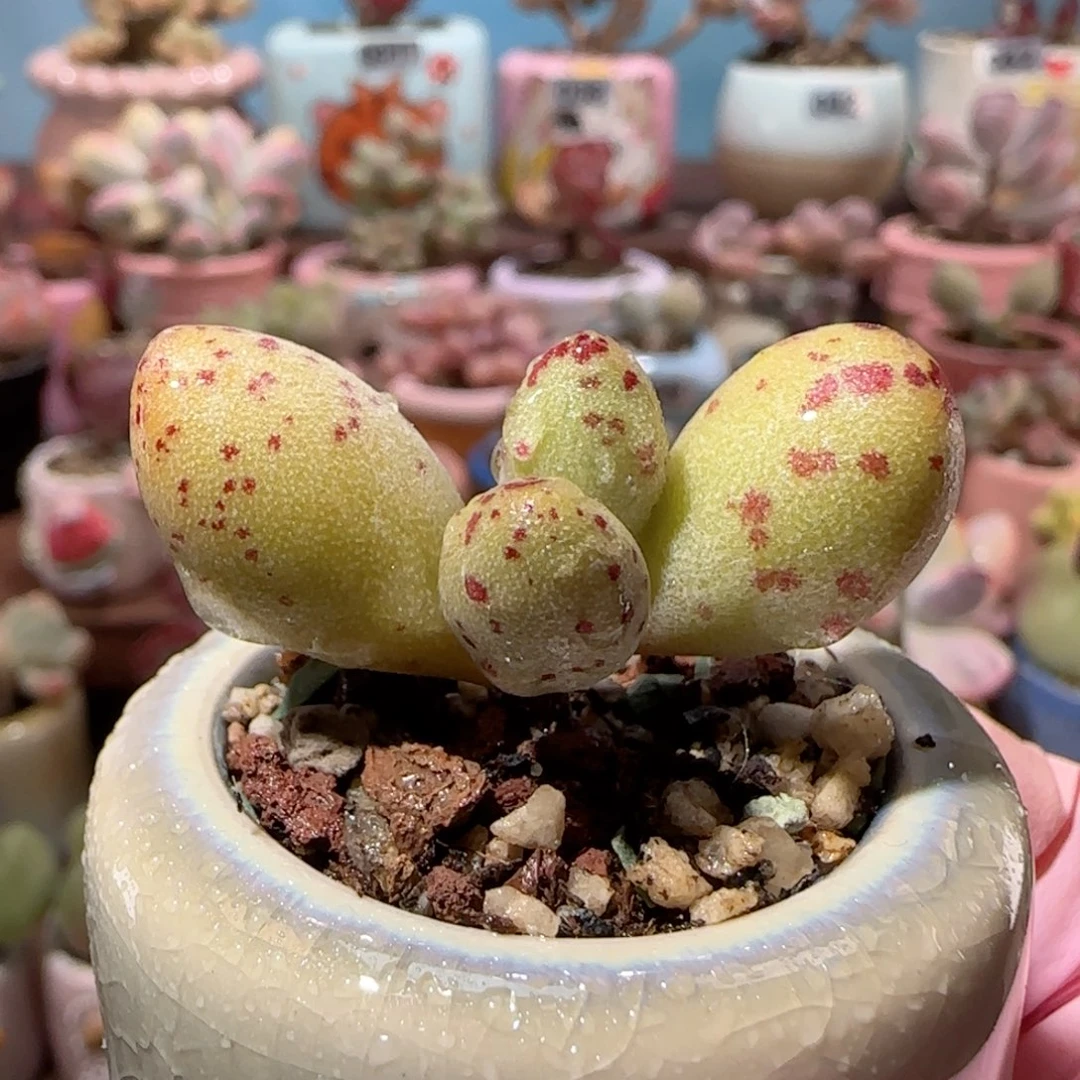 可爱小金鱼 盆口3cm