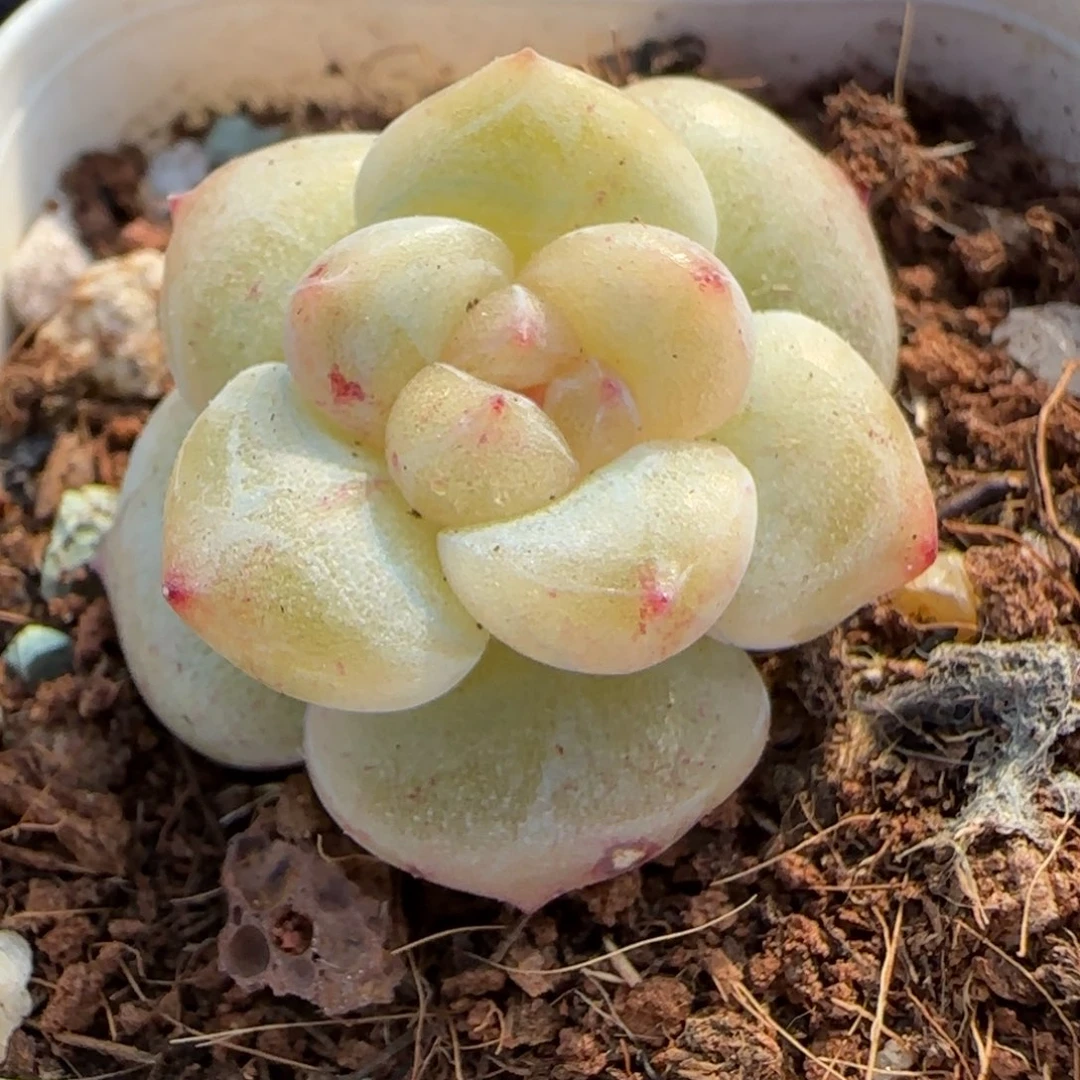 小卡拉米糖心一物一拍