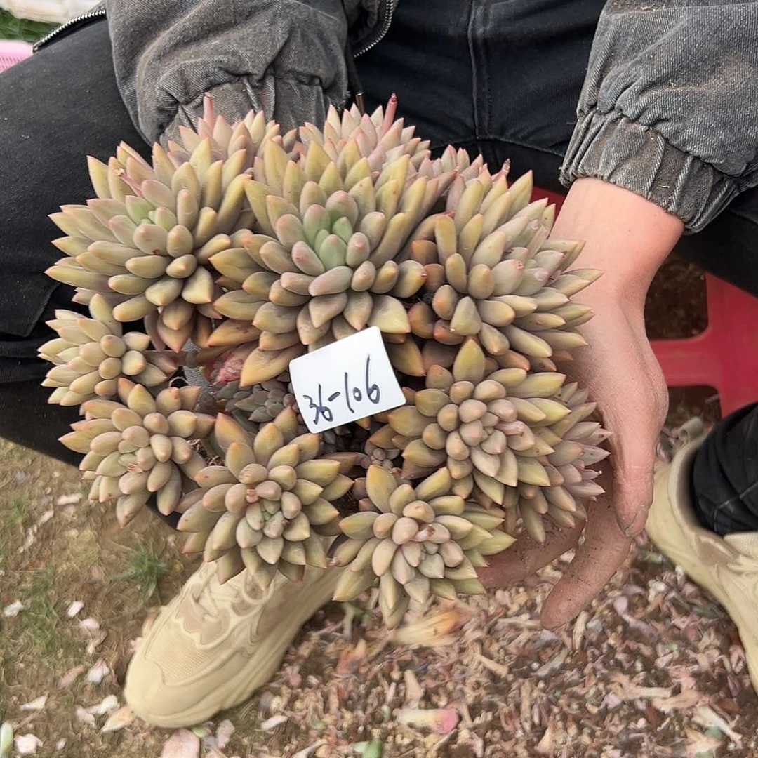 d**超36-106红蜻蜓多头多肉寄养