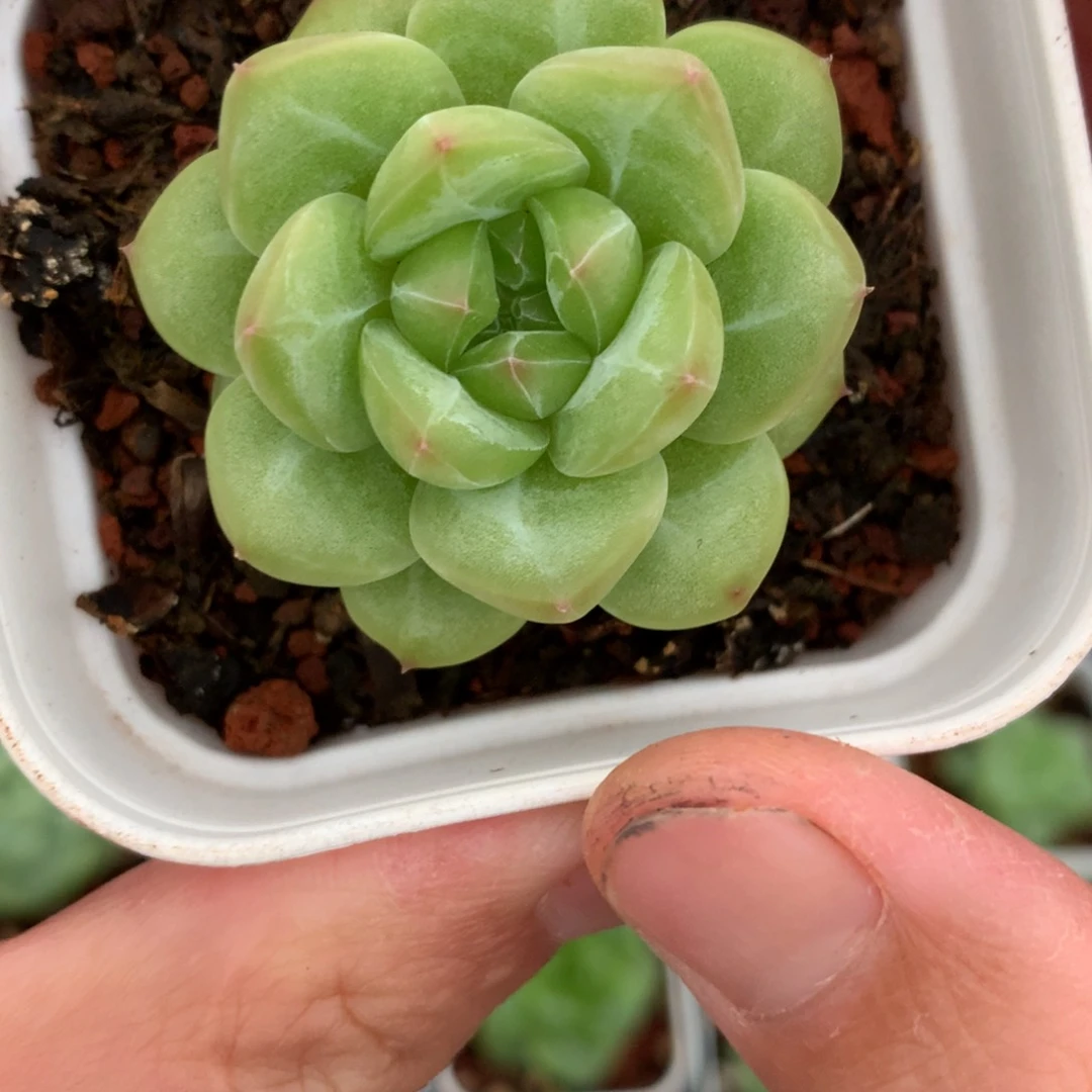 全部花朵cc姐专拍链接