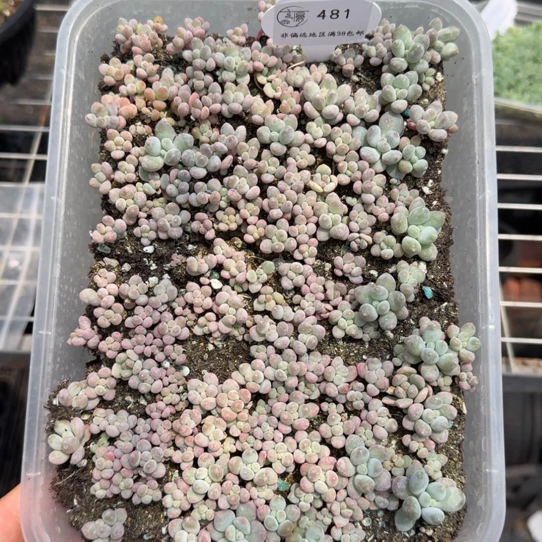 481云慢优播种切糕一物一拍