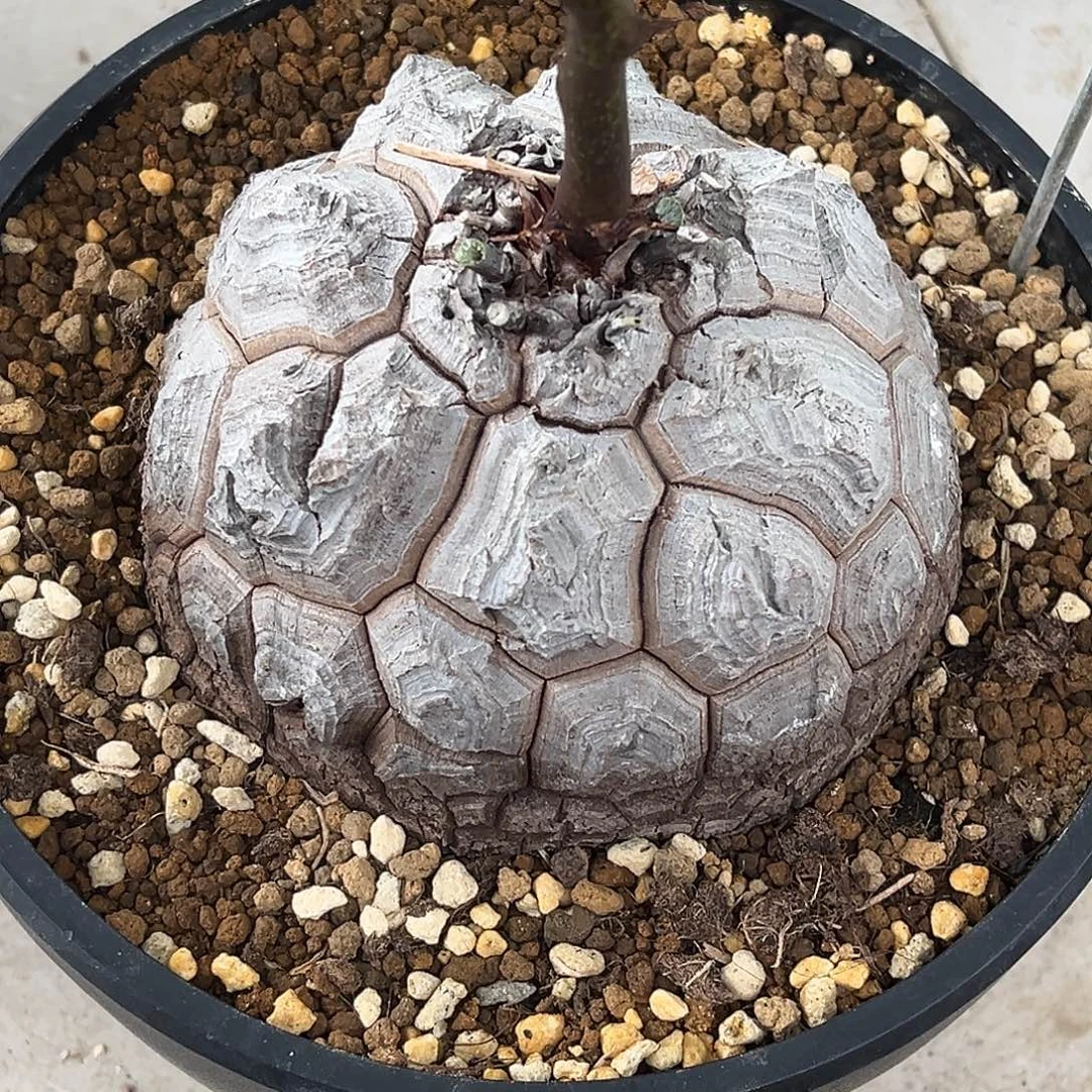 精品白皮足球龟，12.2公分