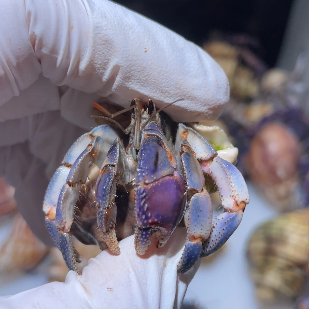 P8-.2.1口粉紫蓝露露磨尖