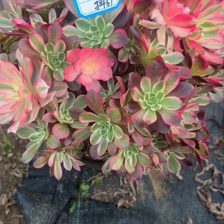 宇***宸西施有砍母本不包损61