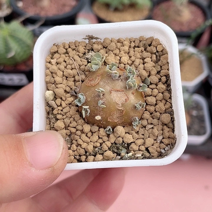 507格加厚墩菊块根