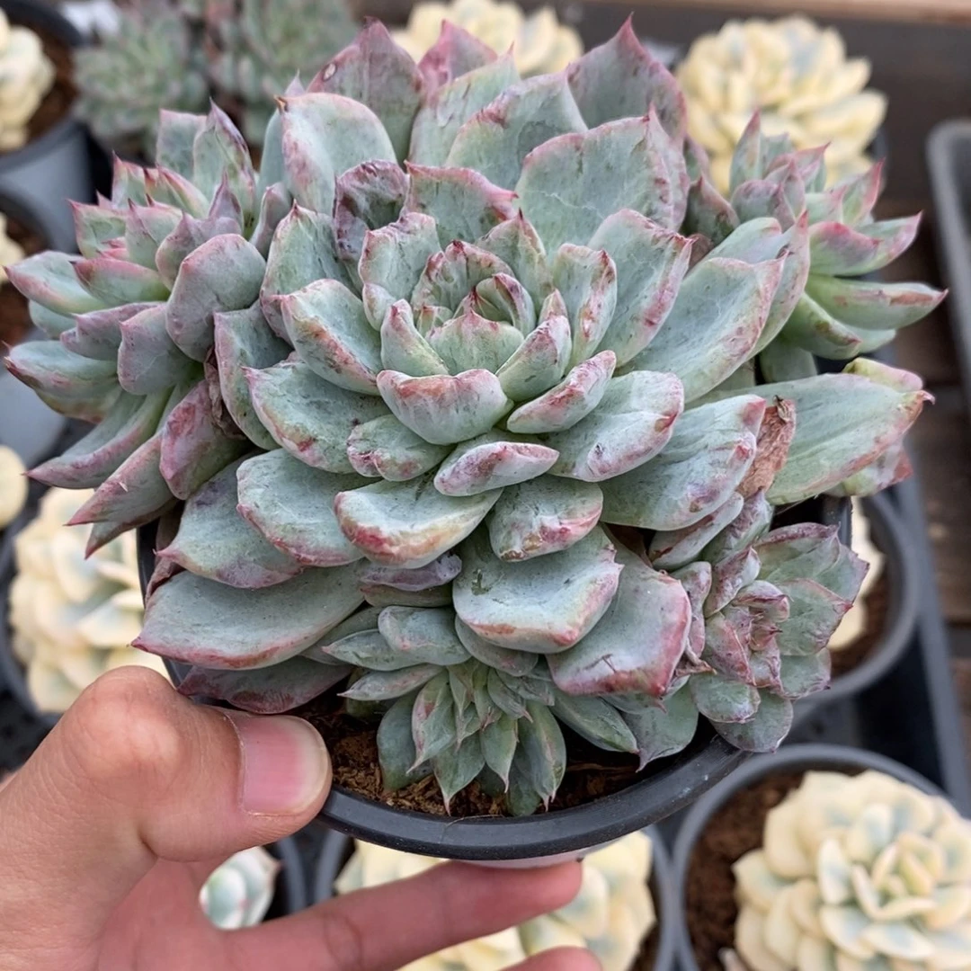 拉糖锦多肉植物9404