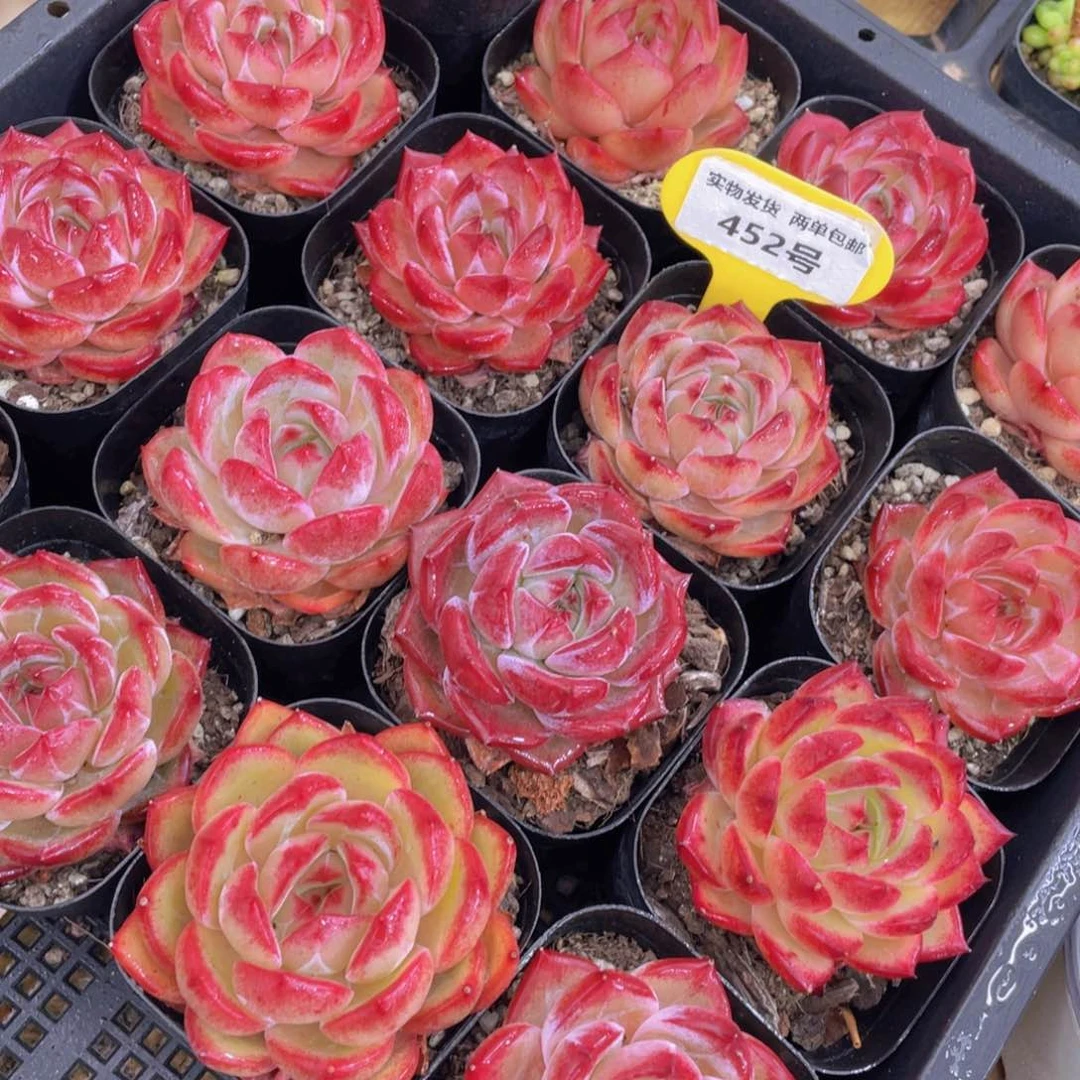 452号 冰透夜魔侠单头一个