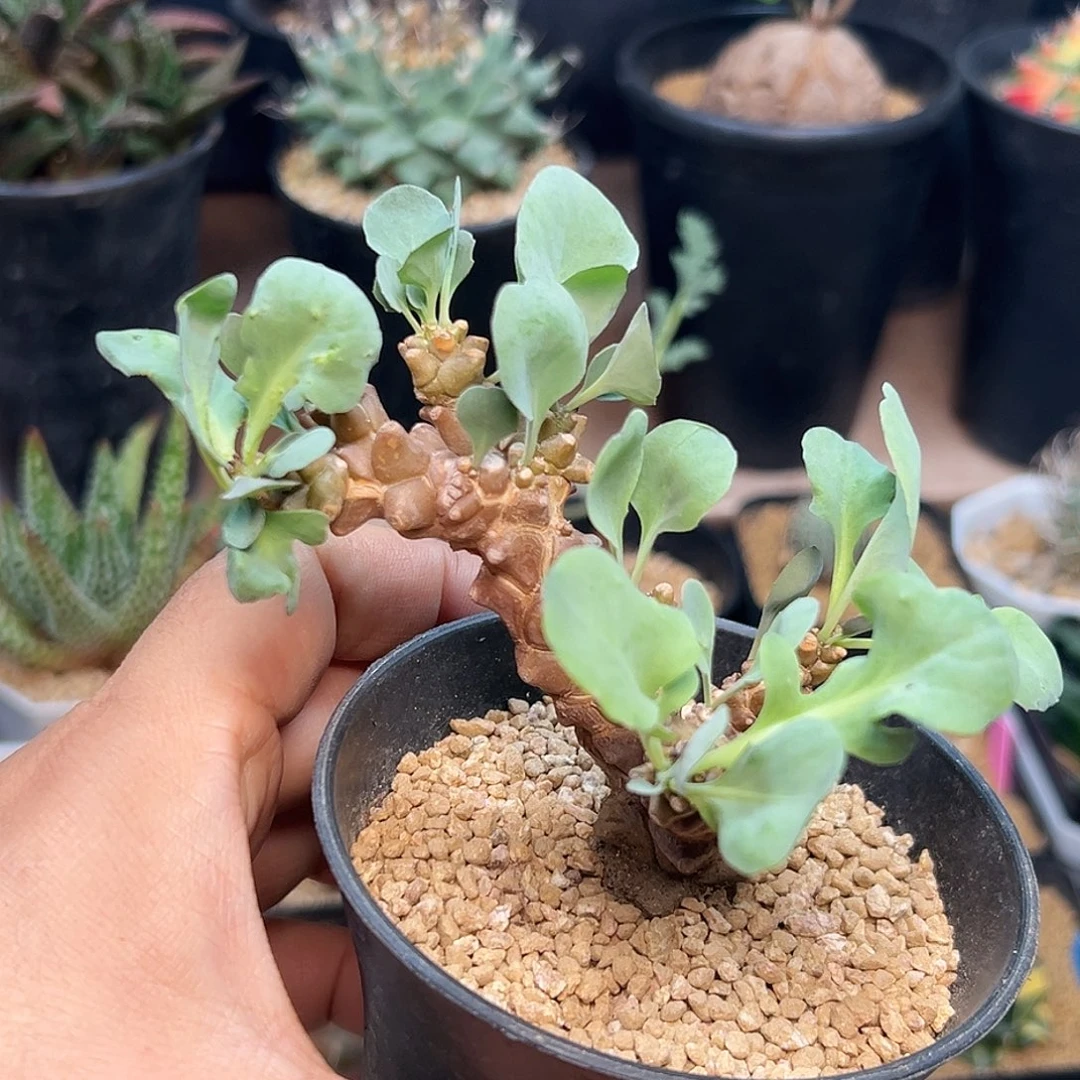 蛮鬼塔厚敦菊母本造型一颗